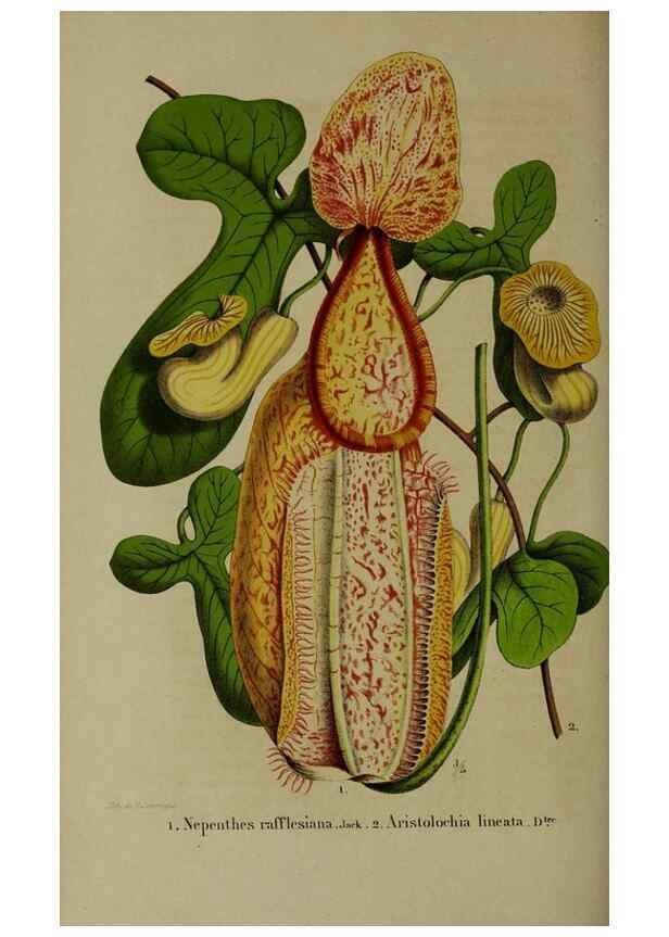 Reproducción/Reproduction 49265345127: Belgique horticole.. Liége.. 