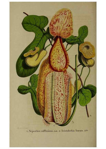 Reproducción/Reproduction 49265345127: Belgique horticole.. Liége.. 