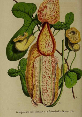 Reproducción/Reproduction 49265345127: Belgique horticole.. Liége.. 