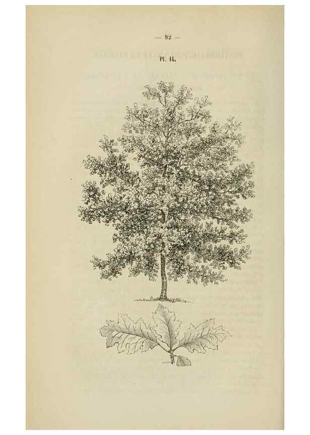 Reproducción/Reproduction 49268333548: Belgique horticole.. Liége.. 