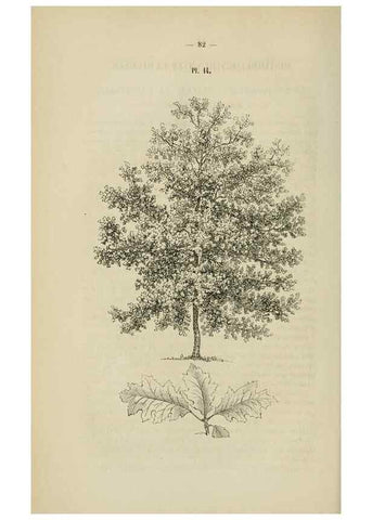 Reproducción/Reproduction 49268333548: Belgique horticole.. Liége.. 