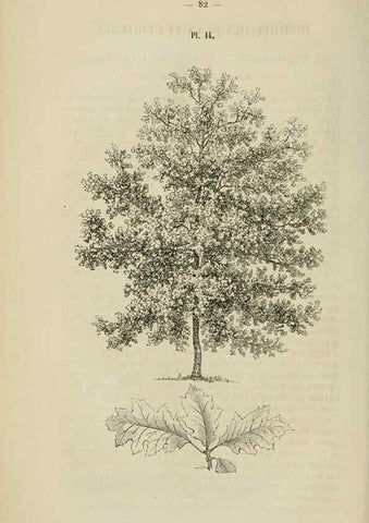 Reproducción/Reproduction 49268333548: Belgique horticole.. Liége.. 