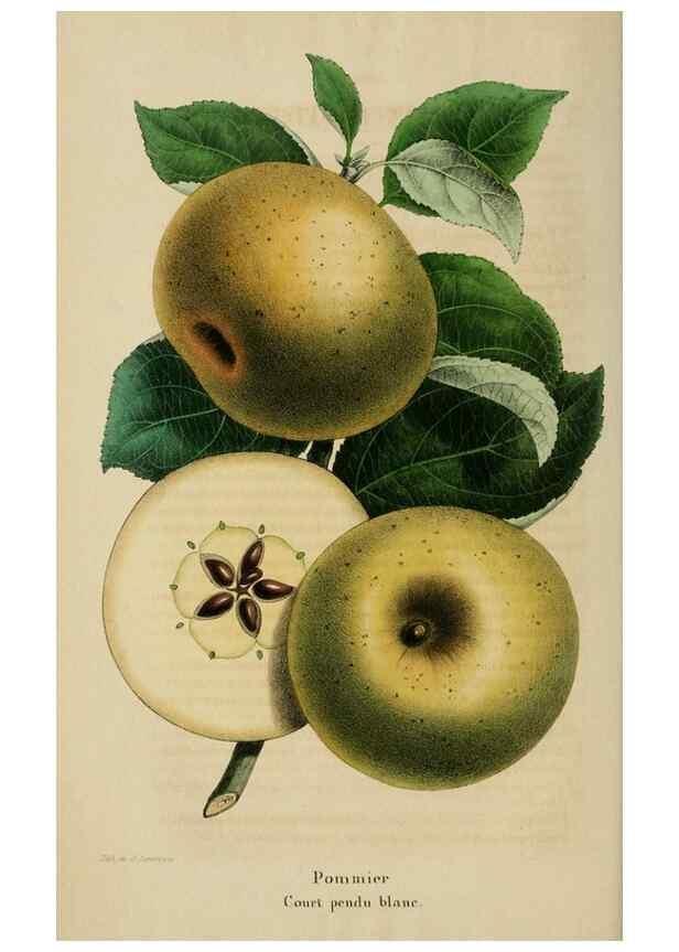 Reproducción/Reproduction 49268794156: Belgique horticole.. Liége.. 