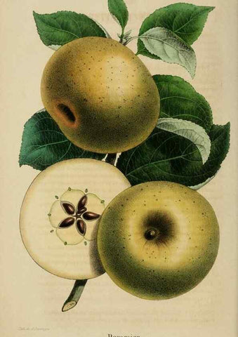 Reproducción/Reproduction 49268794156: Belgique horticole.. Liége.. 