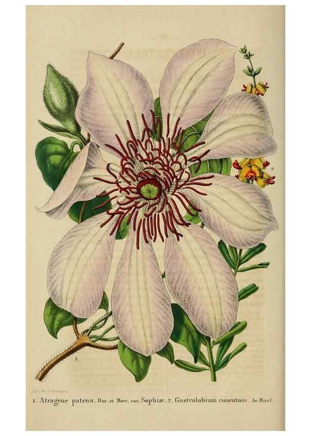 Reproducción/Reproduction 49268992507: Belgique horticole.. Liége.. 