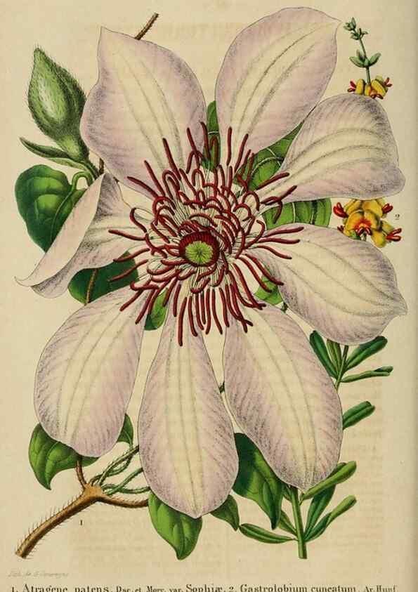 Reproducción/Reproduction 49268992507: Belgique horticole.. Liége.. 