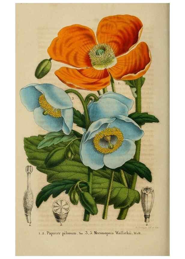 Reproducción/Reproduction 49268802406: Belgique horticole.. Liége.. 