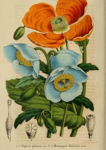 Reproducción/Reproduction 49268802406: Belgique horticole.. Liége.. 