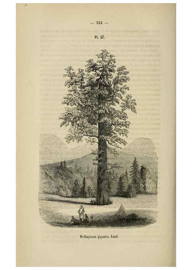 Reproducción/Reproduction 49268342968: Belgique horticole.. Liége.. 