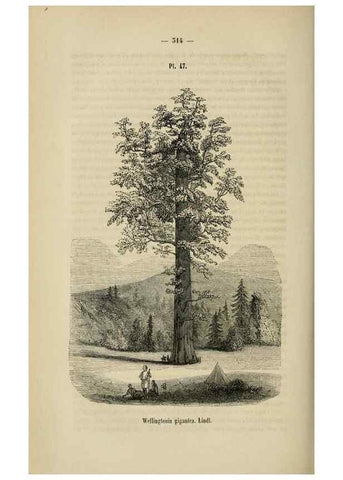 Reproducción/Reproduction 49268342968: Belgique horticole.. Liége.. 