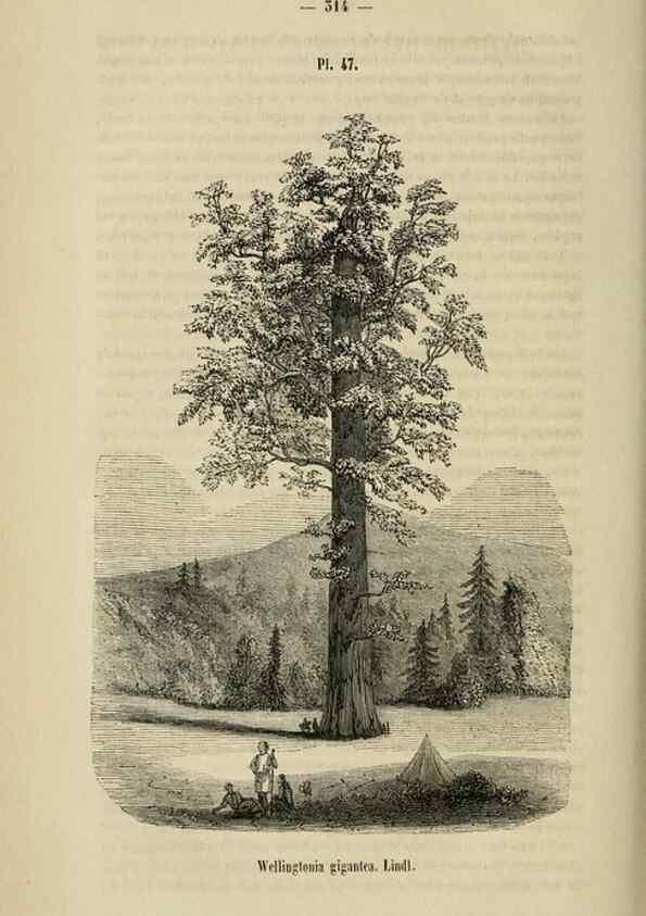 Reproducción/Reproduction 49268342968: Belgique horticole.. Liége.. 