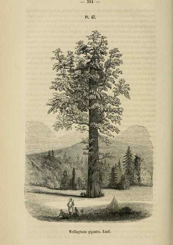 Reproducción/Reproduction 49268342968: Belgique horticole.. Liége.. 