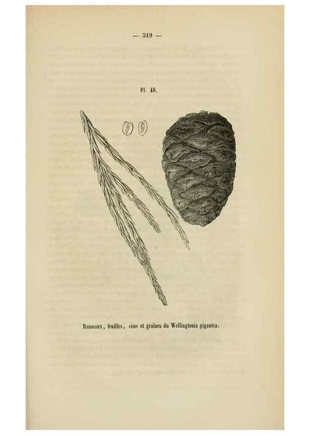 Reproducción/Reproduction 49268343308: Belgique horticole.. Liége.. 