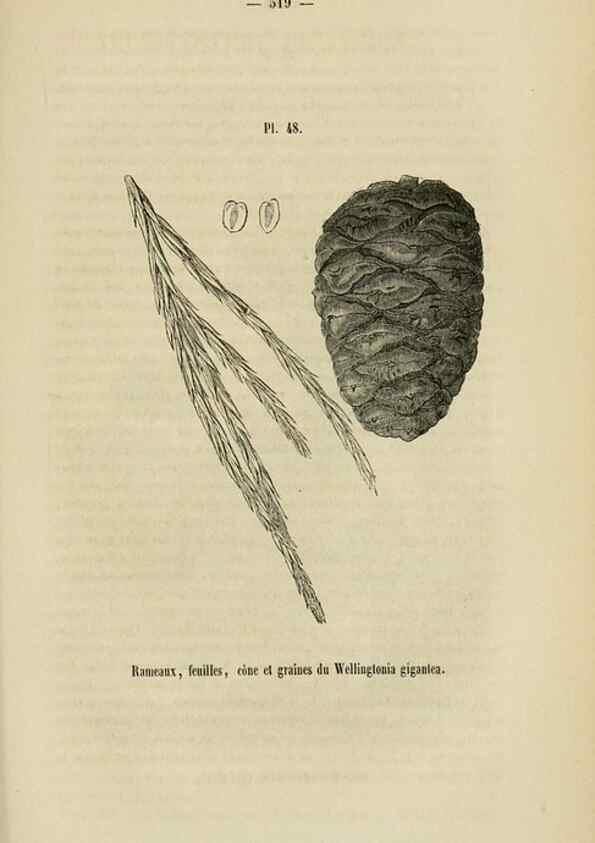 Reproducción/Reproduction 49268343308: Belgique horticole.. Liége.. 