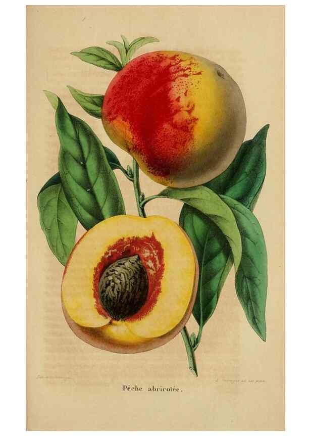 Reproducción/Reproduction 49269002502: Belgique horticole.. Liége.. 