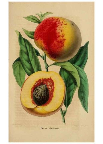 Reproducción/Reproduction 49269002502: Belgique horticole.. Liége.. 