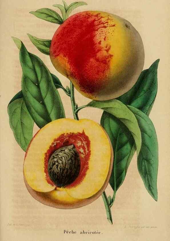 Reproducción/Reproduction 49269002502: Belgique horticole.. Liége.. 