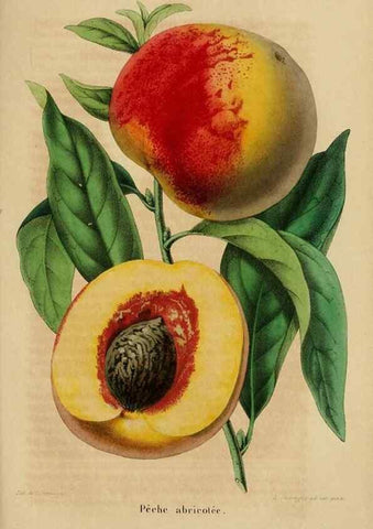 Reproducción/Reproduction 49269002502: Belgique horticole.. Liége.. 