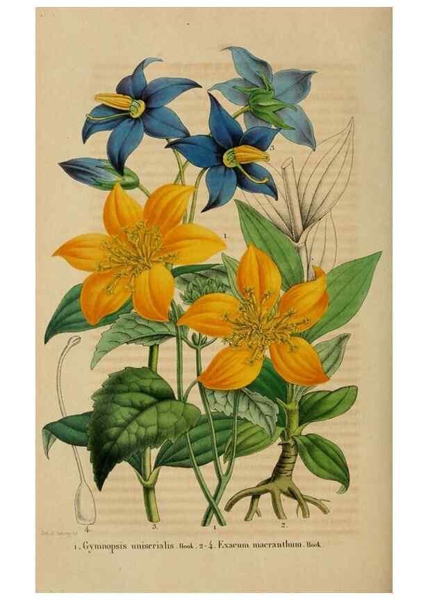 Reproducción/Reproduction 49268804976: Belgique horticole.. Liége.. 