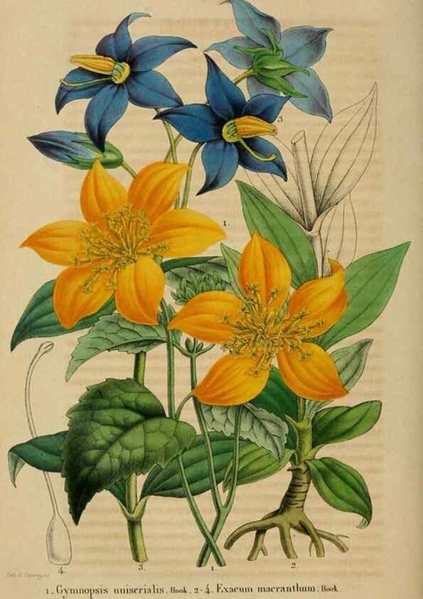 Reproducción/Reproduction 49268804976: Belgique horticole.. Liége.. 