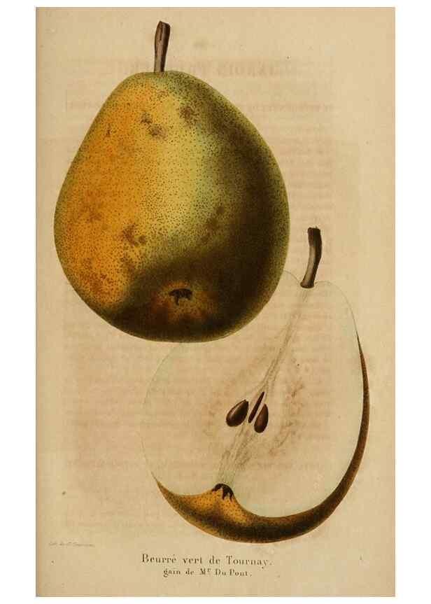 Reproducción/Reproduction 49268342138: Belgique horticole.. Liége.. 