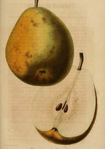 Reproducción/Reproduction 49268342138: Belgique horticole.. Liége.. 