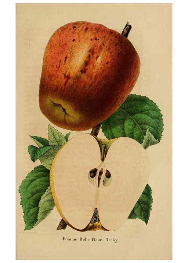 Reproducción/Reproduction 49268346383: Belgique horticole.. Liége.. 