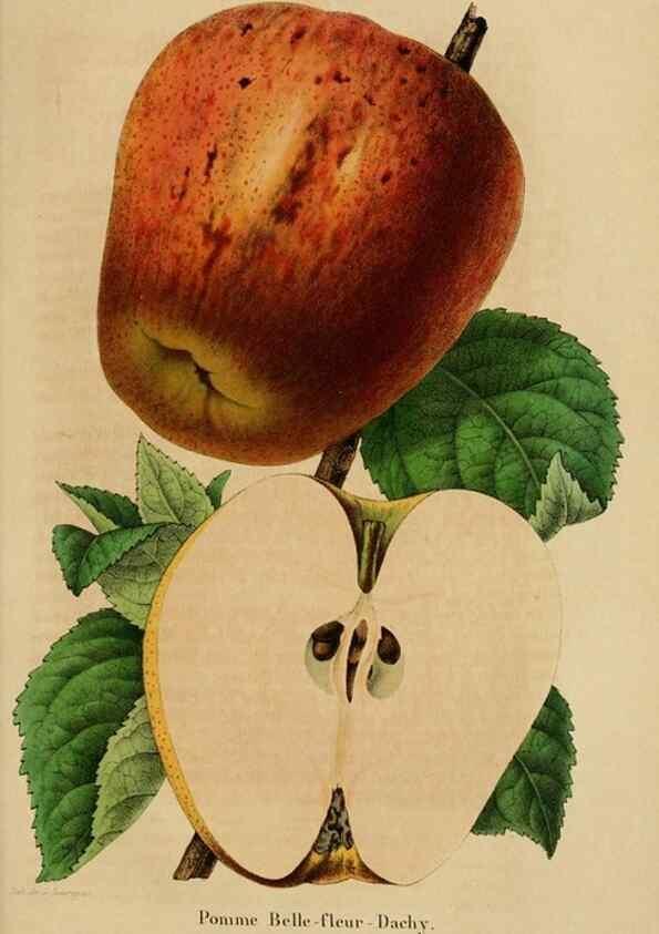 Reproducción/Reproduction 49268346383: Belgique horticole.. Liége.. 