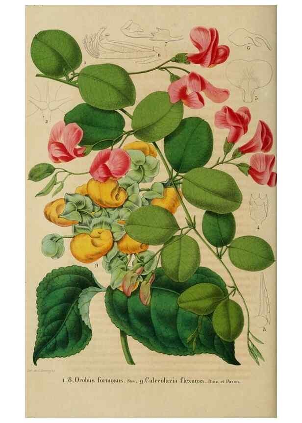Reproducción/Reproduction 49269004632: Belgique horticole.. Liége.. 