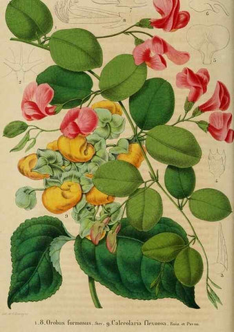 Reproducción/Reproduction 49269004632: Belgique horticole.. Liége.. 