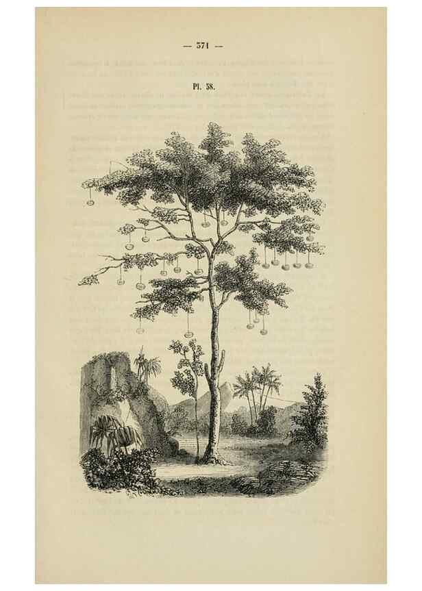 Reproducción/Reproduction 49268346998: Belgique horticole.. Liége.. 