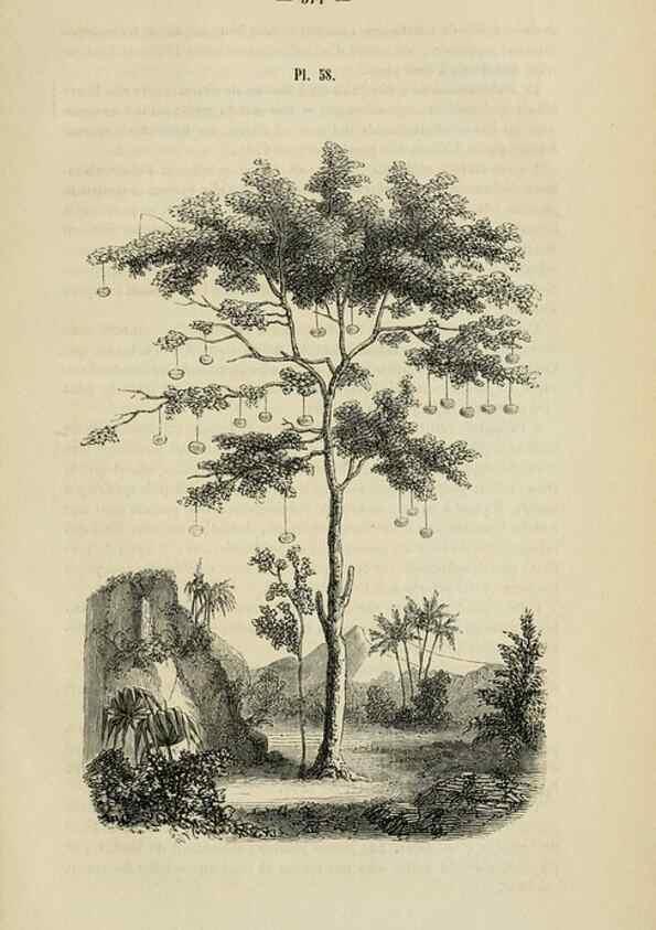 Reproducción/Reproduction 49268346998: Belgique horticole.. Liége.. 