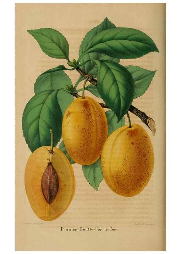 Reproducción/Reproduction 49268807226: Belgique horticole.. Liége.. 