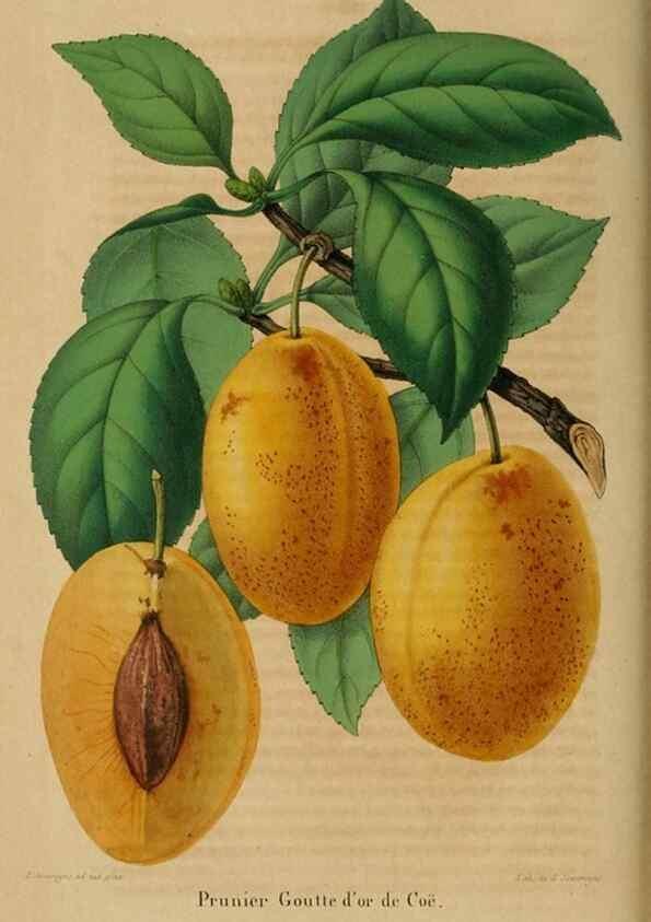 Reproducción/Reproduction 49268807226: Belgique horticole.. Liége.. 
