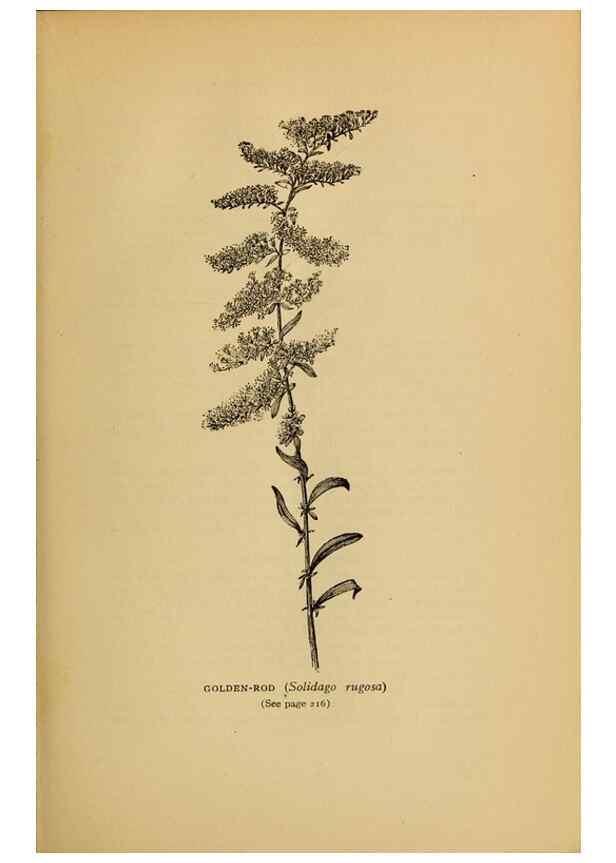 Reproducción/Reproduction 49304407527: Harper's guide to wild flowers,. New York,Harper,1912.. 