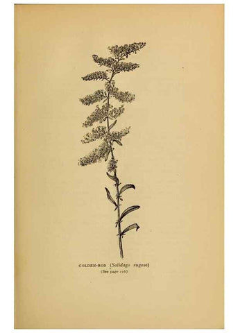 Reproducción/Reproduction 49304407527: Harper's guide to wild flowers,. New York,Harper,1912.. 