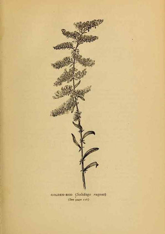 Reproducción/Reproduction 49304407527: Harper's guide to wild flowers,. New York,Harper,1912.. 