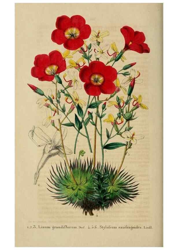 Reproducción/Reproduction 49268800841: Belgique horticole.. Liége.. 