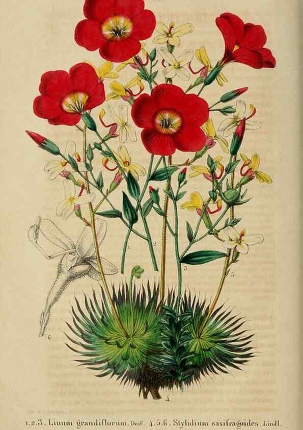 Reproducción/Reproduction 49268800841: Belgique horticole.. Liége.. 