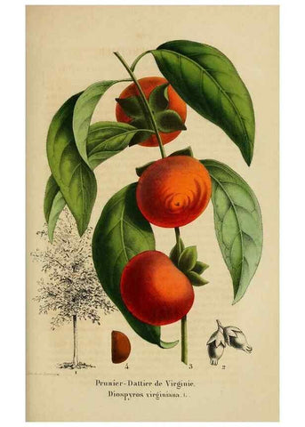 Reproducción/Reproduction 49268334638: Belgique horticole.. Liége.. 