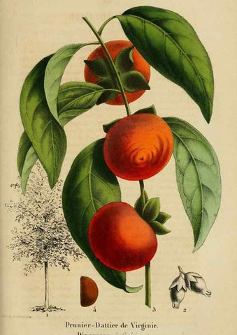 Reproducción/Reproduction 49268334638: Belgique horticole.. Liége.. 