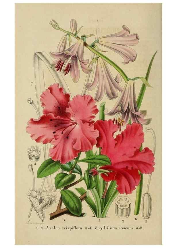 Reproducción/Reproduction 49268993357: Belgique horticole.. Liége.. 