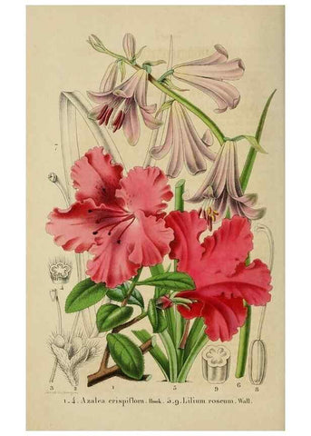 Reproducción/Reproduction 49268993357: Belgique horticole.. Liége.. 