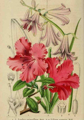Reproducción/Reproduction 49268993357: Belgique horticole.. Liége.. 