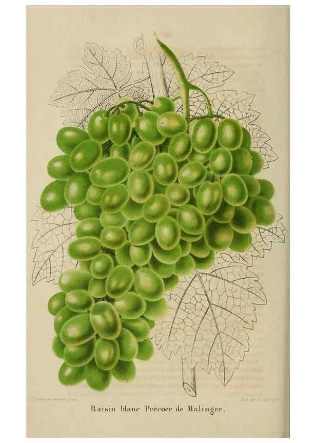 Reproducción/Reproduction 49268993877: Belgique horticole.. Liége.. 