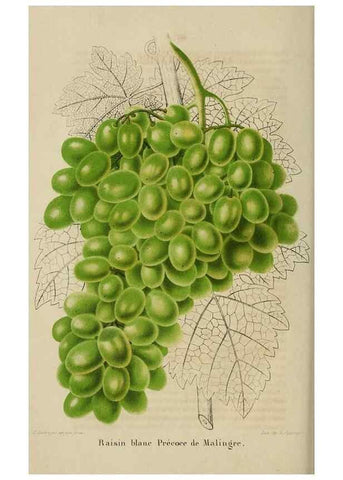 Reproducción/Reproduction 49268993877: Belgique horticole.. Liége.. 