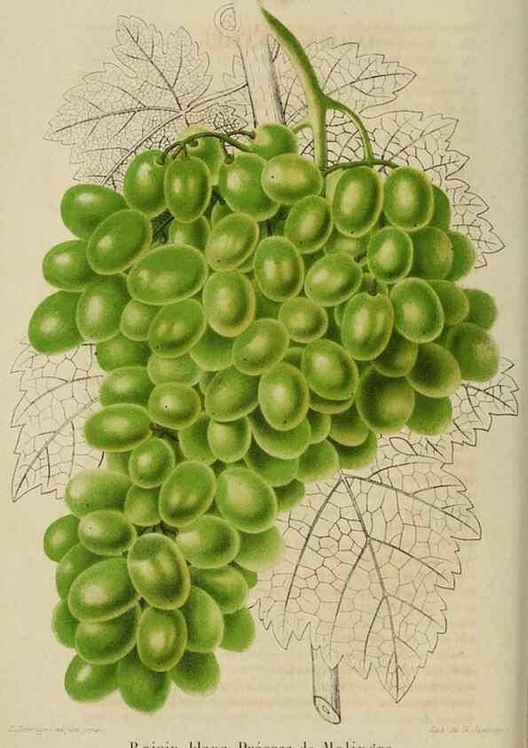 Reproducción/Reproduction 49268993877: Belgique horticole.. Liége.. 