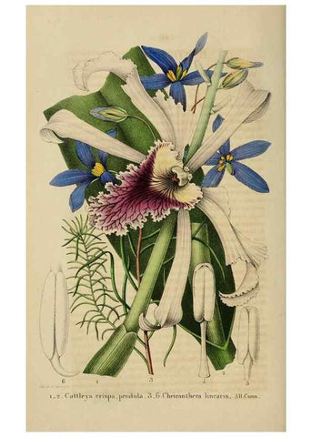Reproducción/Reproduction 49268796136: Belgique horticole.. Liége.. 
