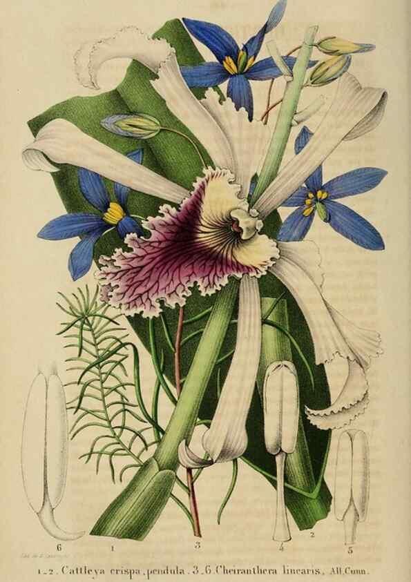 Reproducción/Reproduction 49268796136: Belgique horticole.. Liége.. 