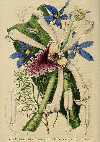 Reproducción/Reproduction 49268796136: Belgique horticole.. Liége.. 